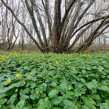 Stunning Set In Private Native Woodland Апартаменты