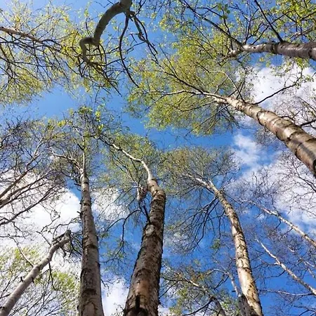 Stunning Set In Private Native Woodland Апартаменты Ramelton