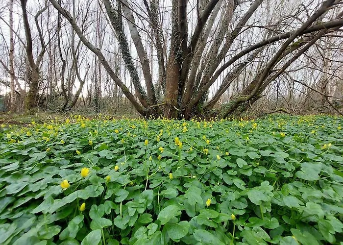 Stunning Set In Private Native Woodland 公寓