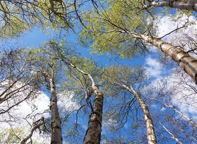 Stunning Set In Private Native Woodland Apartmán Ramelton